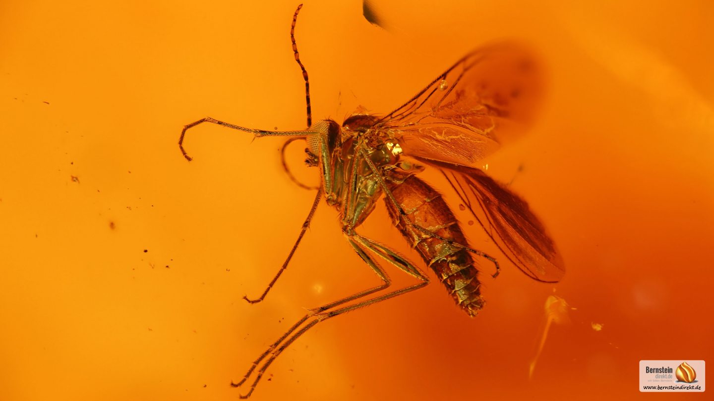 Mücke als Inkluse, Trauermücke als Einschluss im Baltischen Bernstein